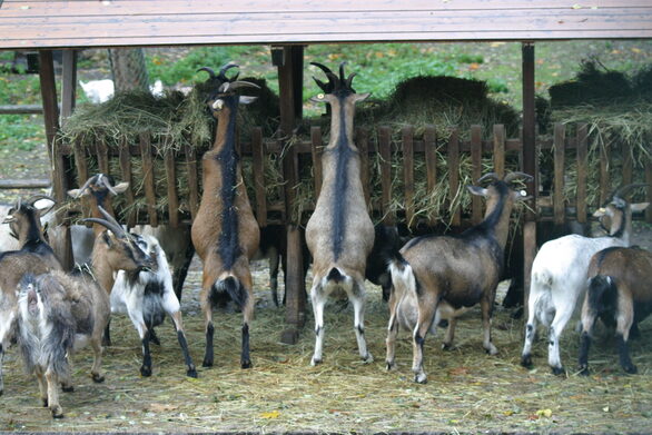 Ziegen im Wildpark in Gonsenheim