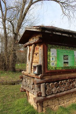 Auch Wildbienen und andere Insekten fühlen sich wohl in der kleinen Oase.