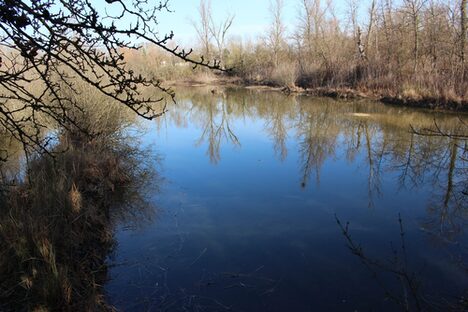 das Laubenheimer Ried