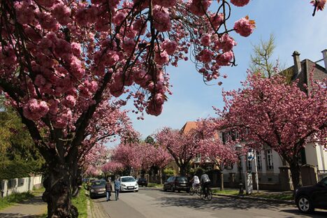 Ritterstraße in Mainz