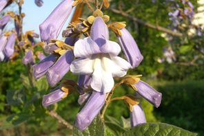 Blüte des Blauglockenbaumes © margrit22/pixelio.de