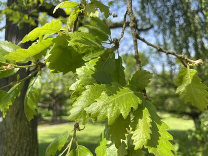 Ein Blatt des Schicksalsbaumen