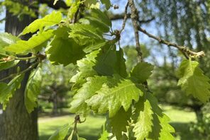 Baum & Blatt © Landeshauptstadt Mainz