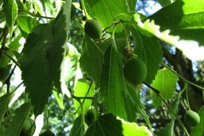 Blätter und Früchte des Zürgelbaumes © Grün- und Umweltamt