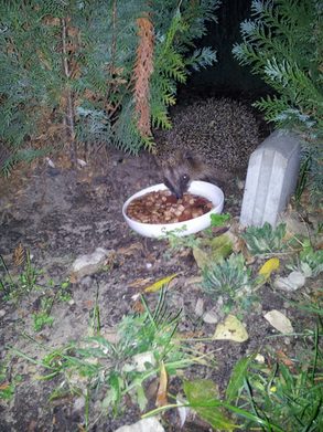 Igel beim Fressen