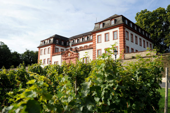 Weinberg vor der Zitadelle Mainz