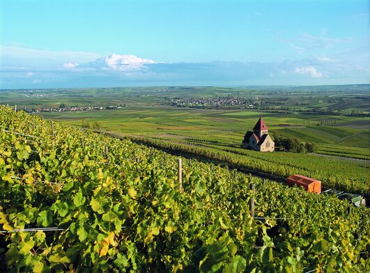 Weinberge in Rheinhessen