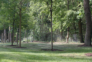 Baumgräber auf dem Friedhof in Gonsenheim. © WB Mainz