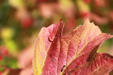 Ein Herbstblatt mit einem Tautropfen