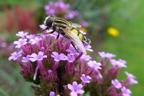 Eine Nahaufnahme einer Schwebfliege © Adobe Stock