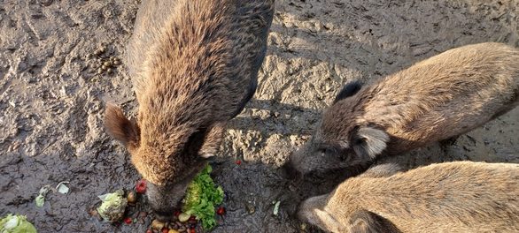 Wildschweine im Wildpark